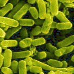 Ученые в течение нескольких десятилетий наблюдали за эволюцией бактерий