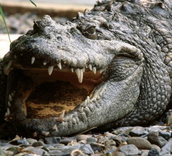 Арест крокодилов