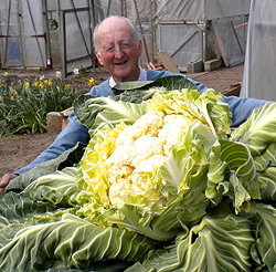 Британским садоводом была выращена капуста весом в 27 кг