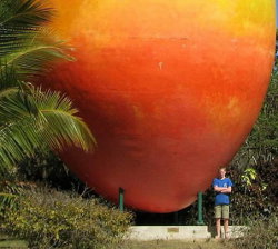 В Австралии похитили огромное манго