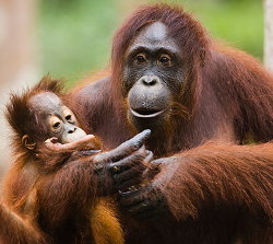 Орангутанги умеют общаться криками