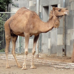 Фотография верблюда в зоопарке