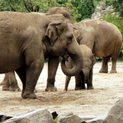 В Сент-Луисе ловили сбежавших из цирка слоних