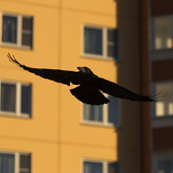 Фотография летящего ворона
